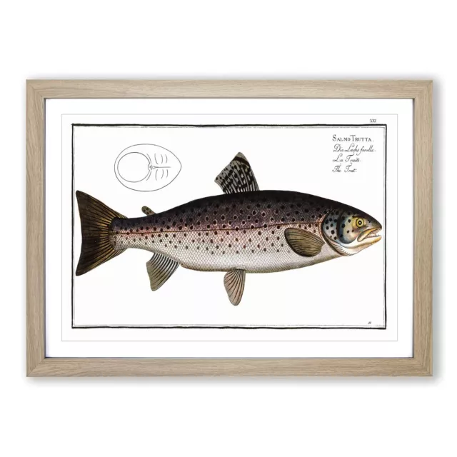 Brown Trout Fish Animal M.E. Bloch Wall Art Print Framed Canvas Picture Poster