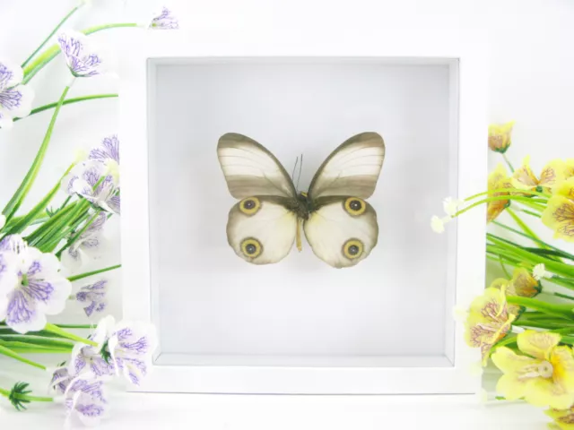Princess Diana - beau papillon réel, conservé dans la vitrine 3D - qualité musée
