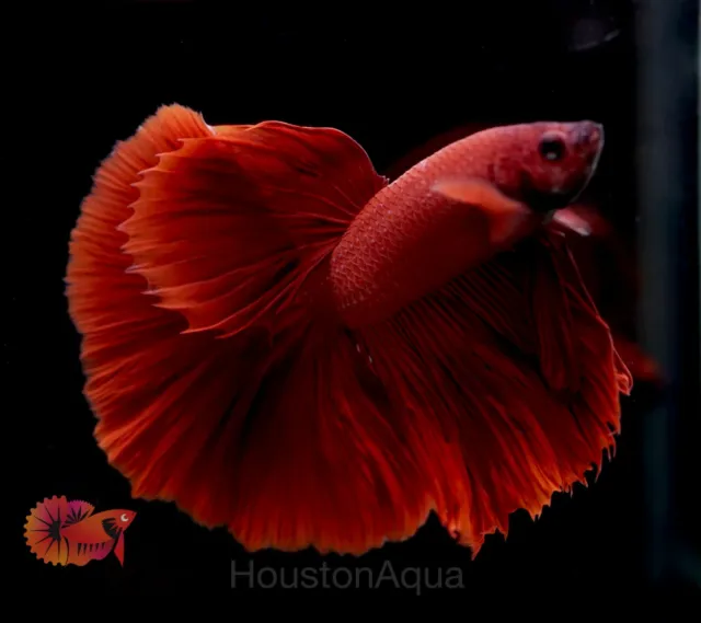 Super Solid Red Over Halfmoon Fan Tail - Live Male Betta Fish VIP Grade A+
