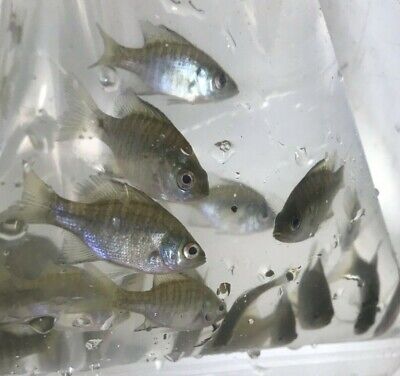 30+ Live Bluegill Fish (SMALL) GUARANTEE ALIVE (FREE 2-Day Shipping)