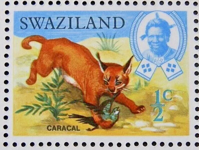 SWAZILAND 1969 SG161 ½c. CARACAL-  MNH