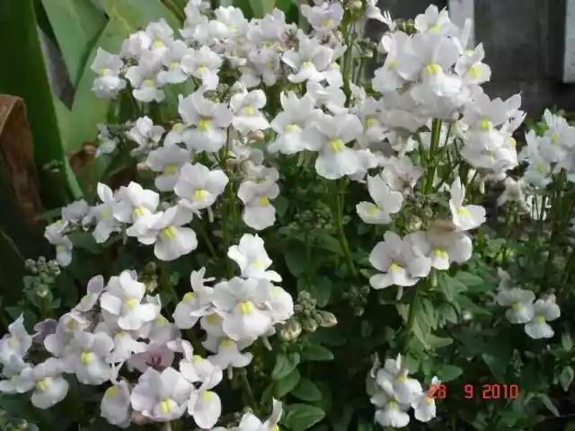 50 semillas de flores Strumosa Knight Nemesia blancas