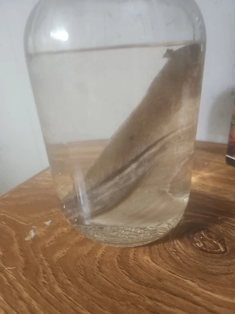 Slightly Unusual, Weird Stuff, Everything Else - PicClick