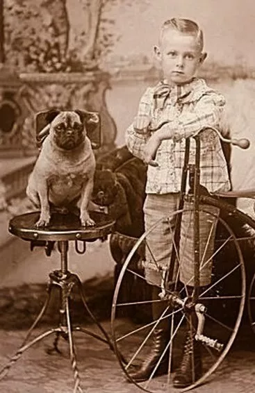 Antique Boy with Pug Dog Photo 1960b Oddleys Strange & Bizarre