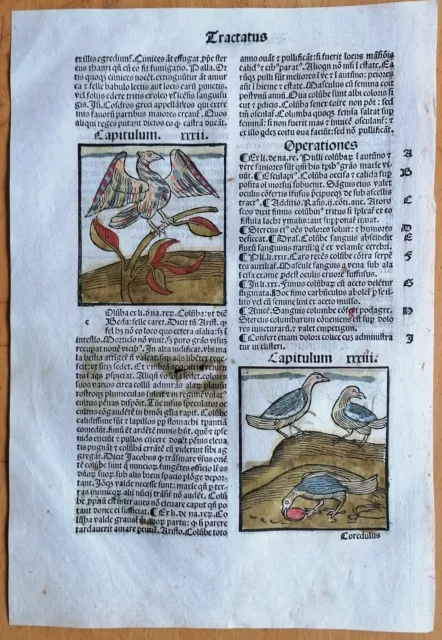 Original Post Inkunabel Hortus Sanitatis Koloriert Insekten Vögel Venedig 1511