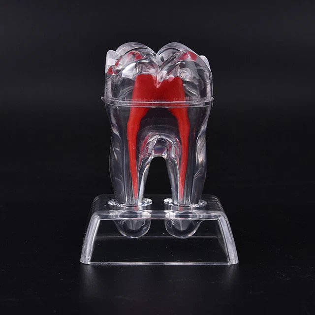 1Pc Dental Crystal Base Hard Plastic Teeth Tooth Molar Model for study TRN_H-dx