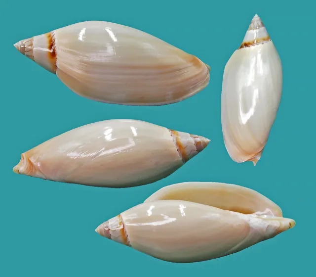Voluta Amoria Grayi  77.8  Broome WA SELECTED Conchiglia Seashell