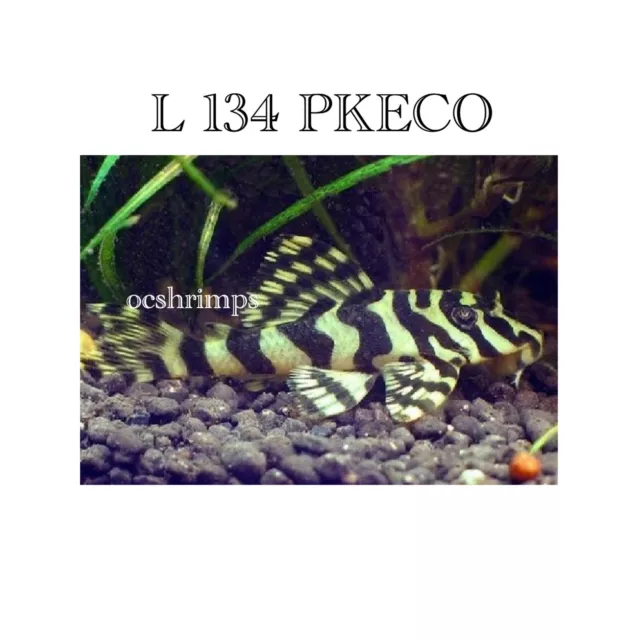 Live Tropical - Leopard Frog Pleco 1 “ And Up