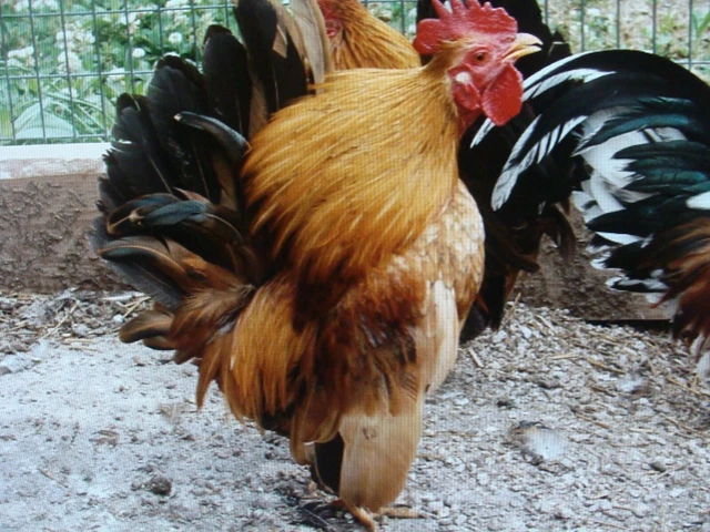 10 ++  Serama Hatching Eggs Smooth Feathered