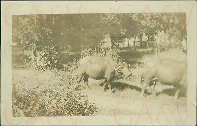 1921 Water Buffalo British India by Mjr Roderick Greer