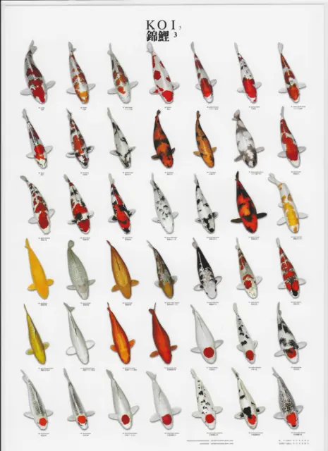 VAN KEULEN Japanese Japan Koi Carp Pond Fish Varieties A4 Laminated Poster  3