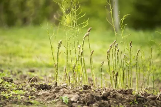 25 SEMI DI ASPARAGO SELVATICO (asparagus acutifolius)