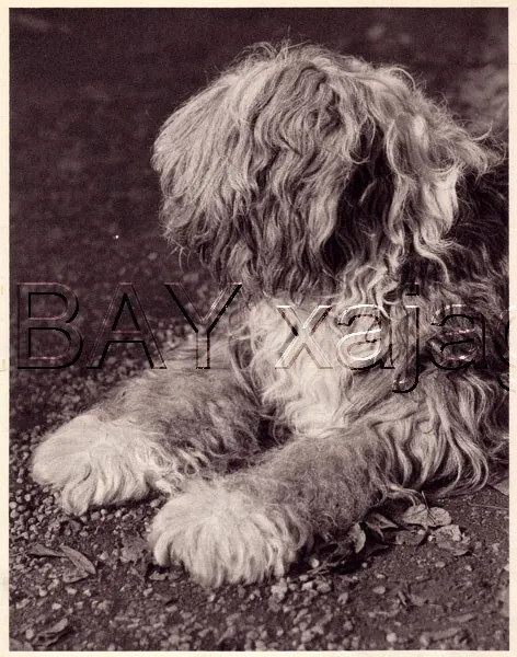 DOG Old English Sheepdog Bobtail, Quality Vintage 1941 Print