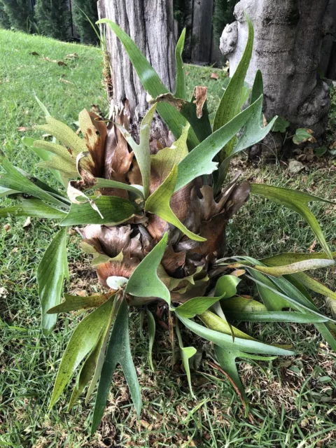 Elkhorn fern