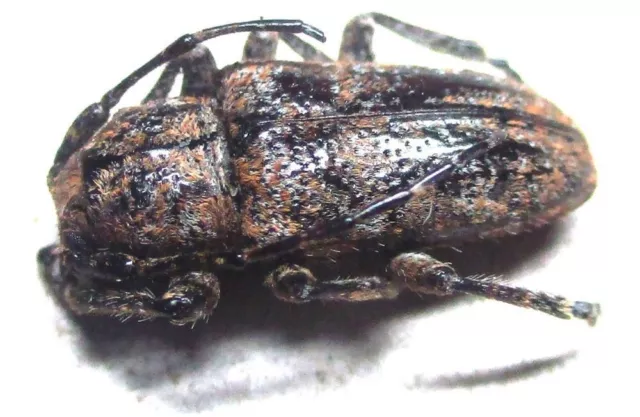 I010 BADS | MI : Cerambycidae: Prosoplus bankii 11.5mm A-**********************