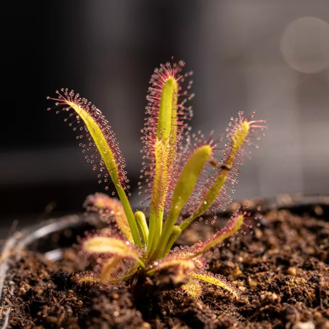 Plante Carnivore - Drosera Capensis forme compacte - vendue en pot