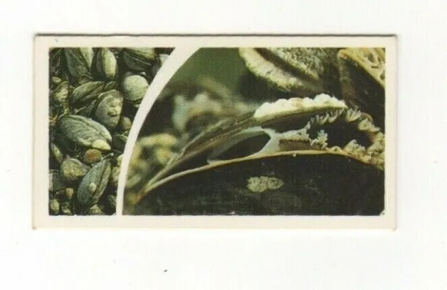 Brooke Bond Microscopic Images 1981 Mussels