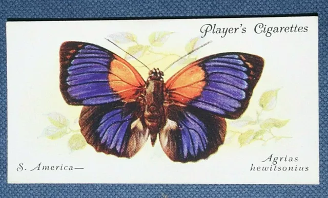 Agrias Butterfly   Vintage 1930's Illustrated Card