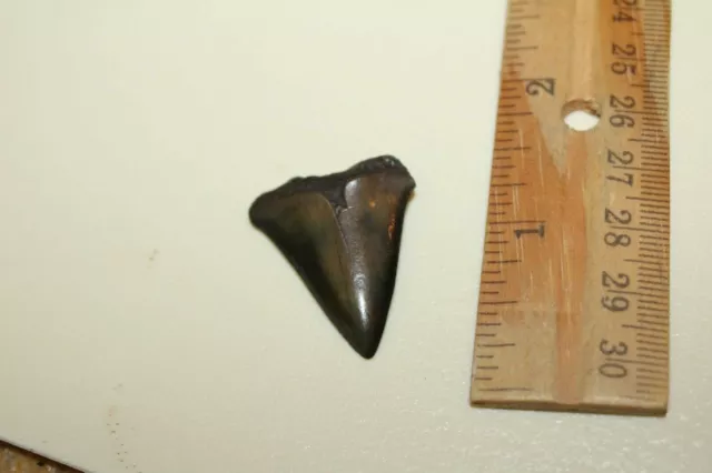 1.25" MAKO Shark Tooth Fossil from S.Carolina M47