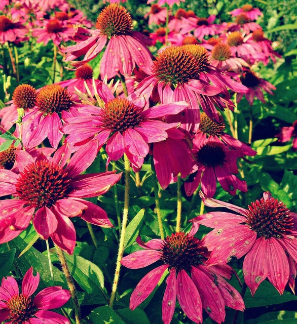 + 1000 SAMEN Echinacea Purpurea Roter Sonnenhut Rot Scheinsonnenhut