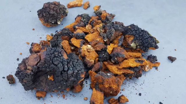 Chaga Pilz aus Wildsammlung 500g getrocknet