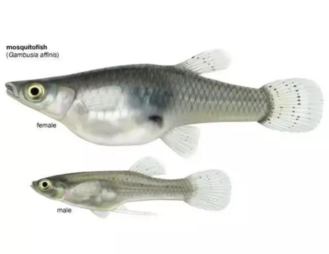 6 LIVE GAMBUSIA MOSQUITO FISH 5 Females/1 Male!! Koi Pond, Aquarium, Fresh Water 6 LIVE GAMBUSIA MOSQUITO FISH 5 Females/1 Male!! Koi Pond, Aquarium, Fresh Water