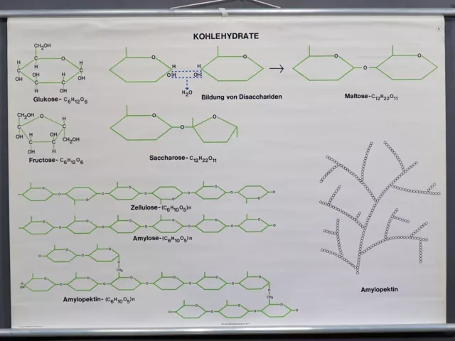 Carbohydrates or Saccharides Scientific Vintage Wall Chart Poster