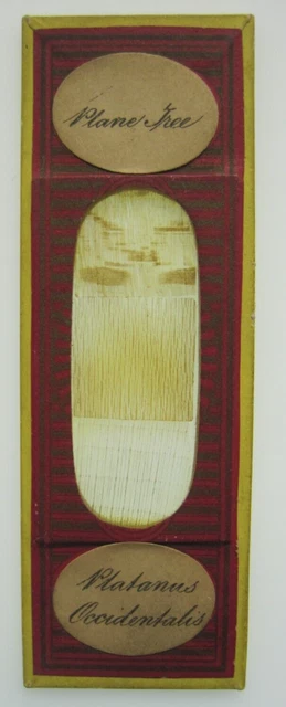Antique J.W. Queen Microscope Slide Platanus Occidentalis Plane Tree Botany