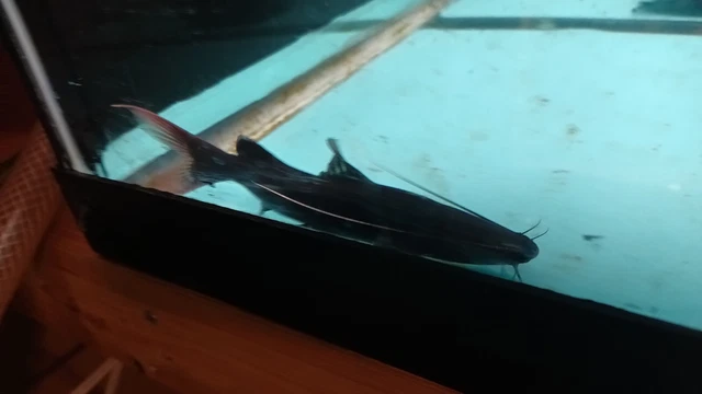 Asian Redtail Catfish