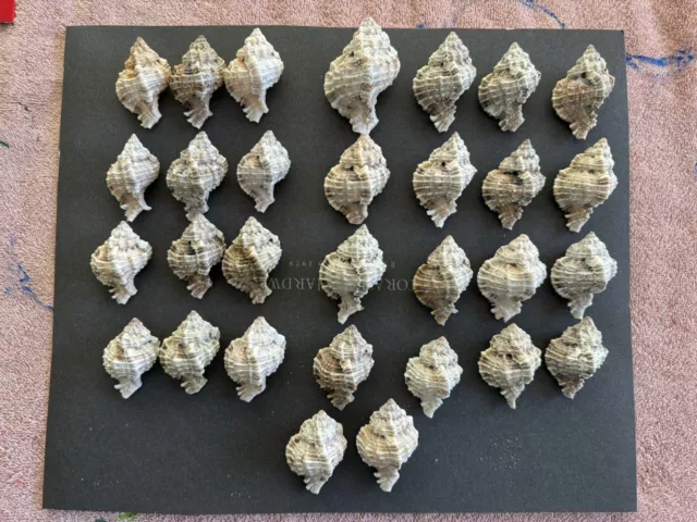 30 Apple Murex Seashells Sanibel Island