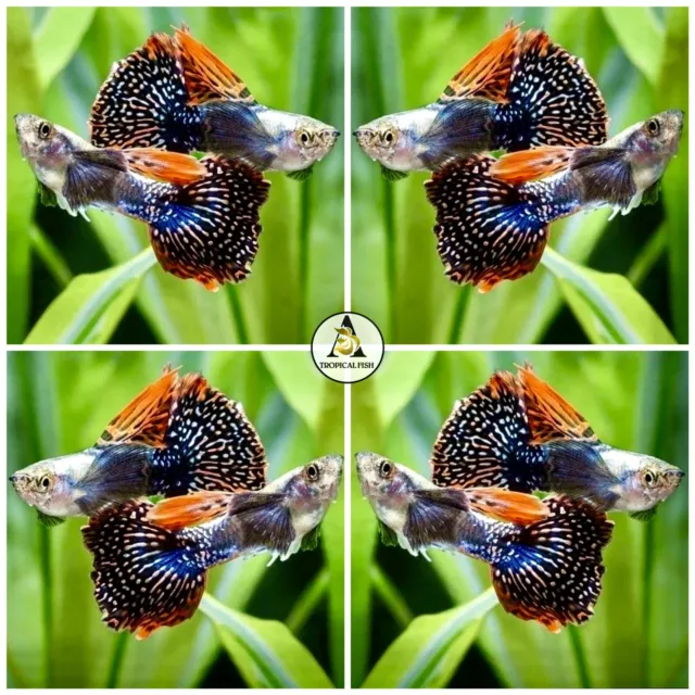 1 Trio - Live Guppy Fish High Quality - Dumbo Mosaic - US Stock