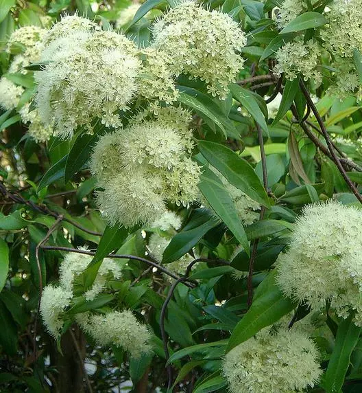 Lemon Myrtle Backhousia Citriodora 20 Seeds Pack - NATIVE FLOWERING SHRUB