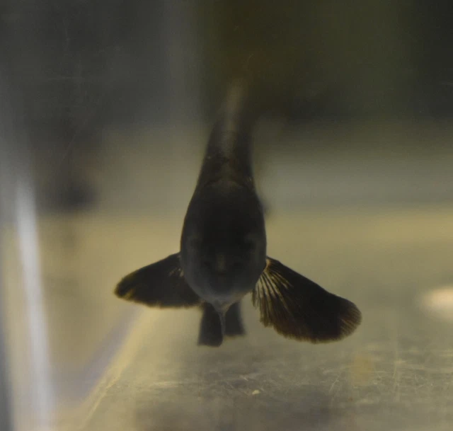 Live Black Ghost Knife Fish (3" Freshwater Aquarium Fish) *PLS READ DESCR* 8