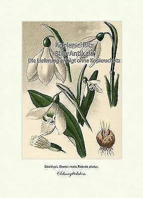 Schneeglöckchen Galanthus Amaryllisgewächse Frühlingsblumen Vilmorin A3 218