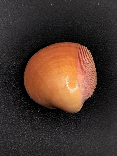 Cardium bechei Sea shell. 38mm. Collector home decor beach #5279