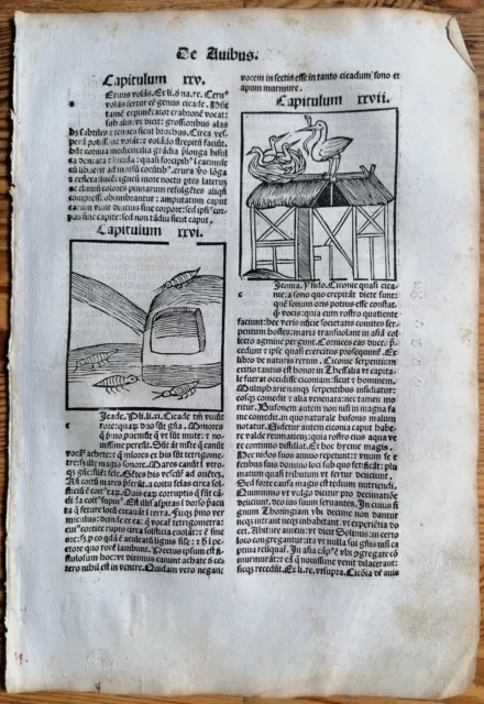 Original Post Inkunabel-Blatt Hortus Sanitatis Vögel Storch Venedig 1511