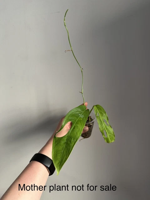 monstera decor Monstera Thai Constellation