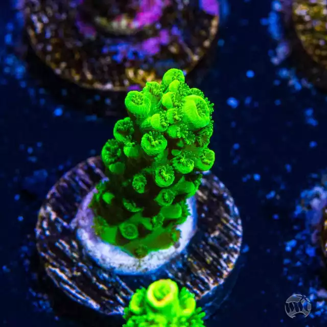 GREEN SLIMER ACROPORA WYSIWYG Live Coral - 66 $4.99 - PicClick