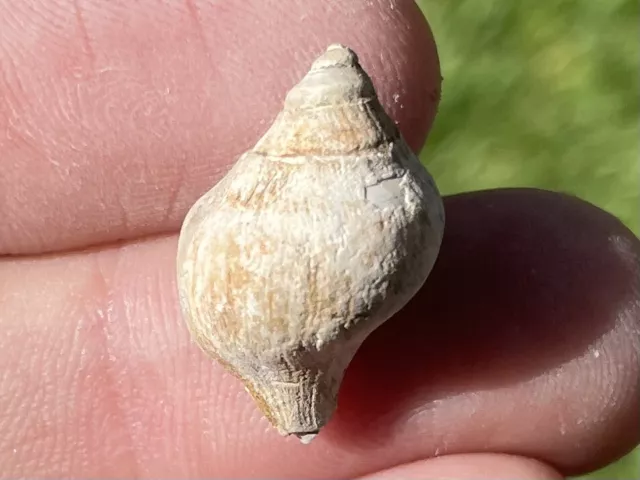 Arkansas Fossil Gastropod Fasciolaria utahensis Eocene Age Shell