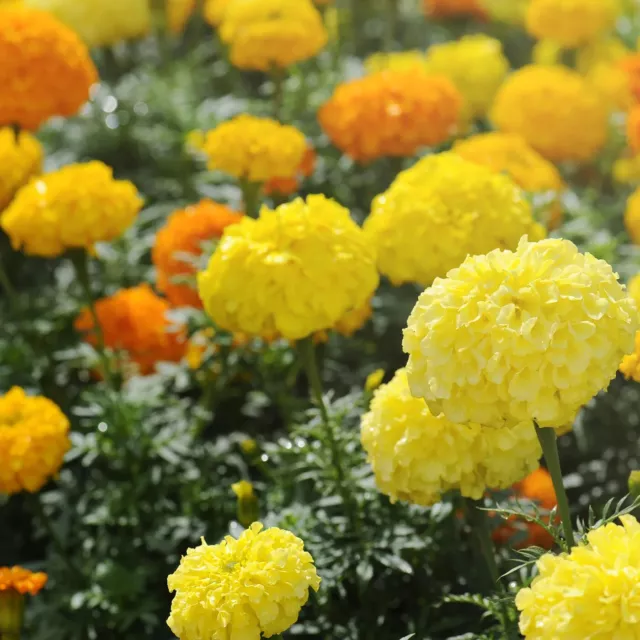 MARIGOLD AFRICAN CRACKERJACK SEEDS Flower Seed Crackerjack Marigold Flower Seeds