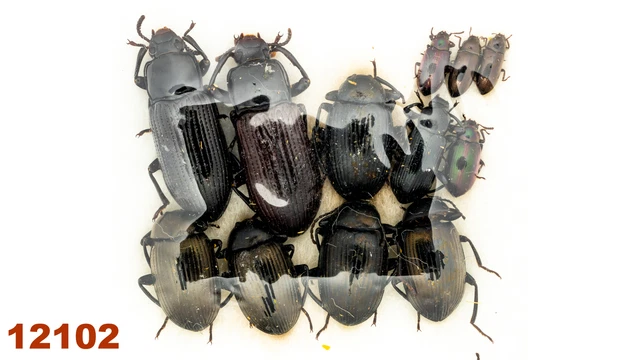 Tenebrionidae sp.  A1, 6-20 mm, MIX, 12 pc
