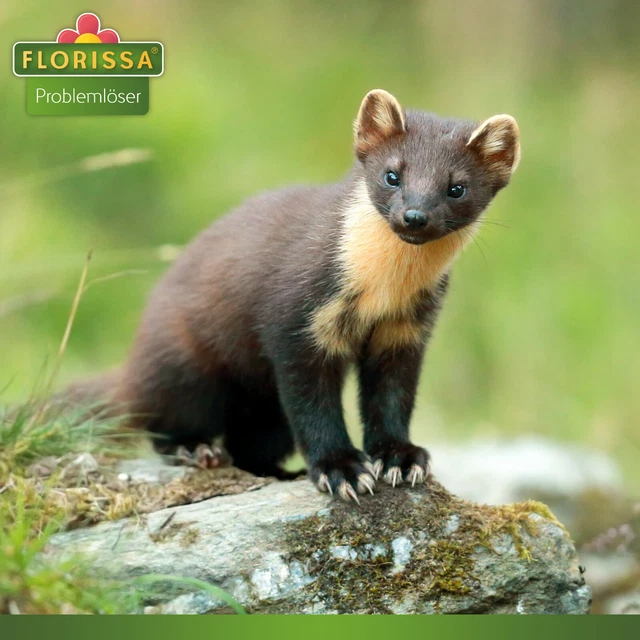 FLORISSA 3 STÜCK Ultraschall MarderSchreck Marder Katze Hund Fuchs