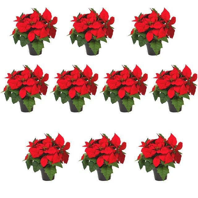 Artificial Potted Poinsettia Plant with Red Flowers - Christmas Table Decoration