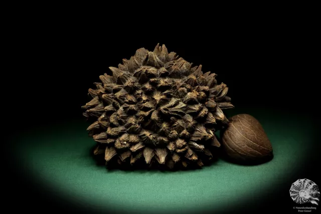 Phytelephas macrocarpa Sudamérica palma reciente frutos secos fruta seca decoración