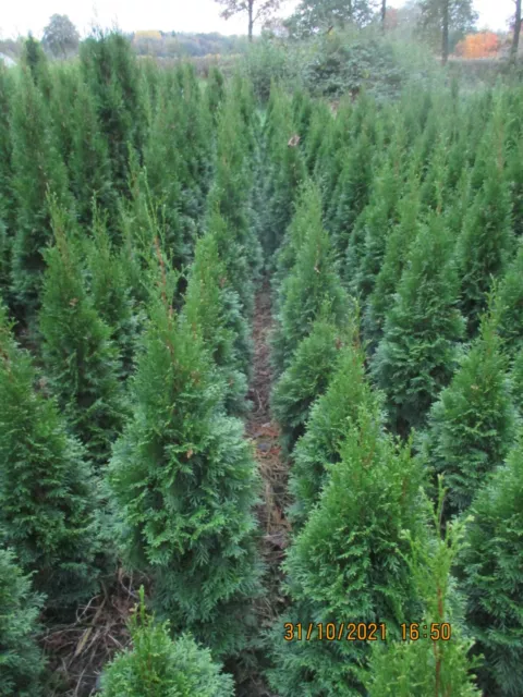 Thuja Smaragd 140-160cm Lieferu. mit Menge telef. anfragen! Lebensbaum Heckenpf.