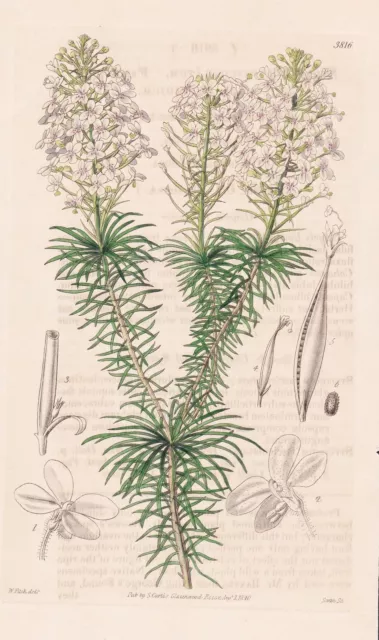 Stylidium Fasciculatum Australia flower botany engraving Kupferstich Curtis 3816