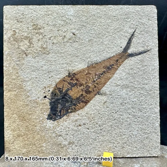 Diplomystus fish fossil in matrix - genuine specimen from eocene usa -
