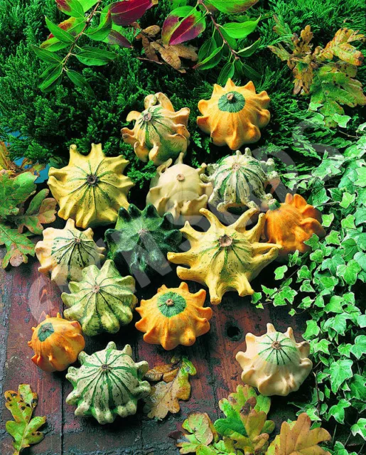 GOURD CROWN Of THORNS MIX (30 SEEDS) Cucurbita Pepo Ornamental Pumpkin