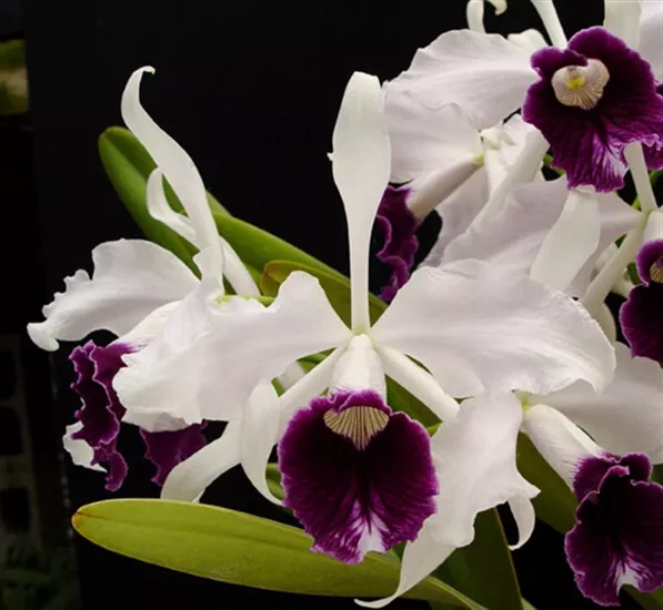 Laelia purpurata var schusteriana Budding Species Orchid Plant