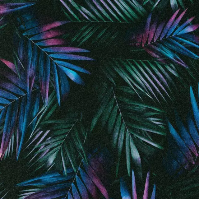 Muriva Neon Jungle Tropical Wallpaper Black Pink Purple Paste The Wall Vinyl